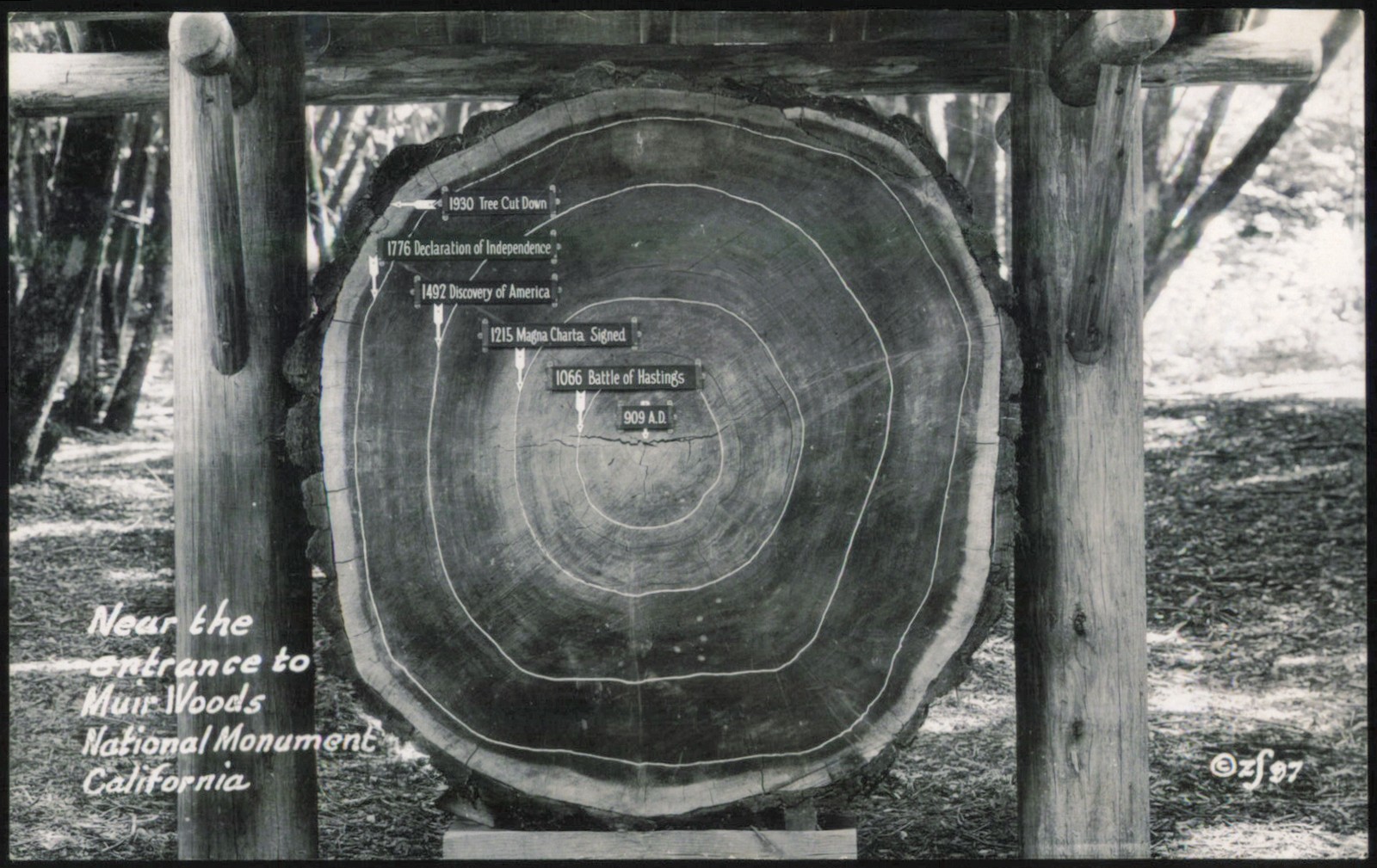 ZF California CA Muir Woods Tree Cross Section with Historical Dates RPPC