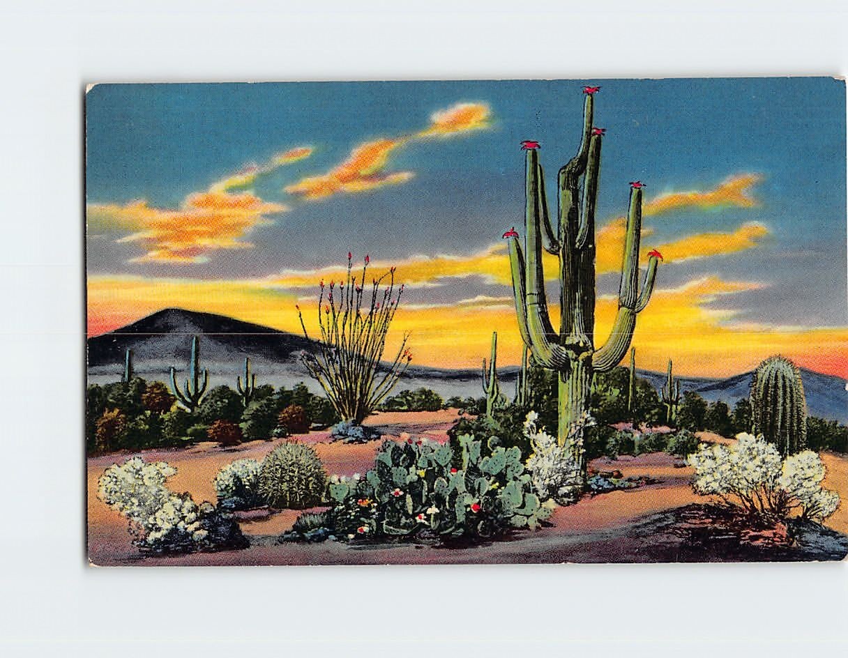 Postcard Sunset on the Desert