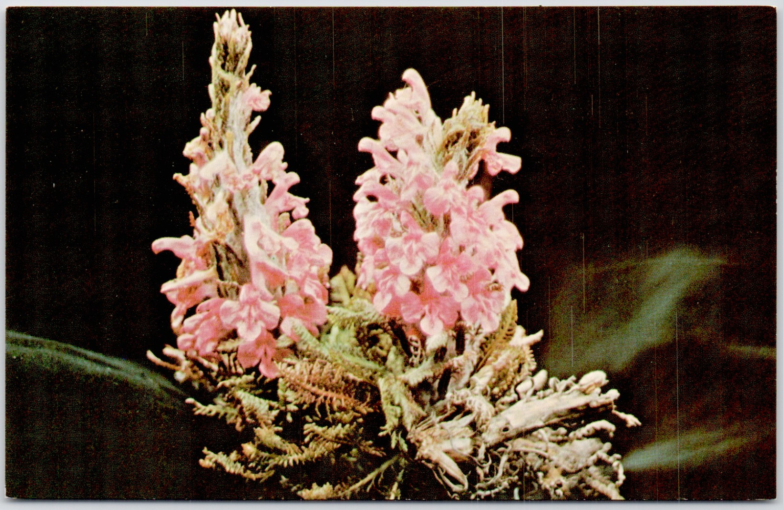 Bumblebee Flower Wooly Lousewort Alaska Pink Pretty Nature AK Vintage Postcard