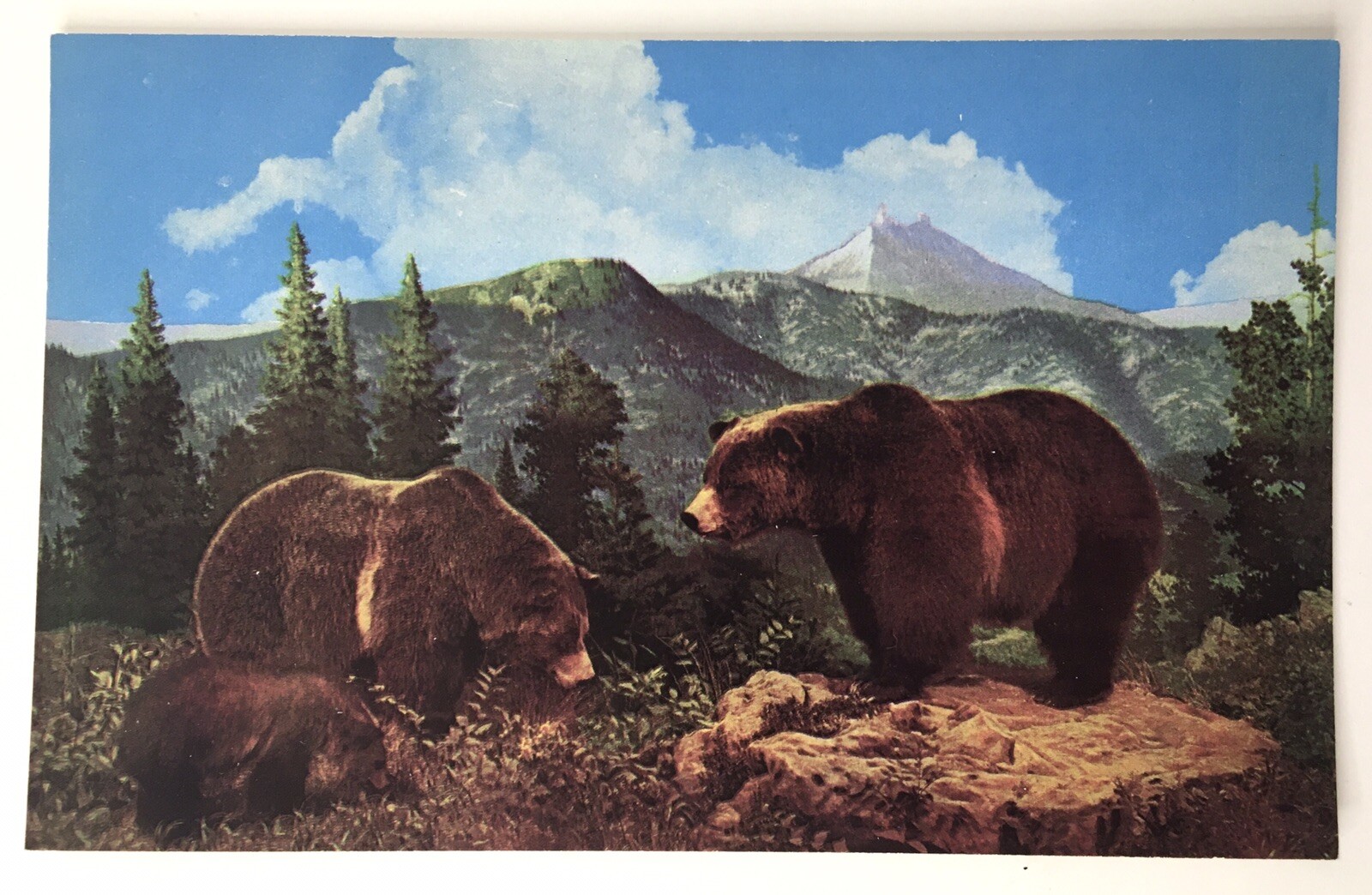 Grizzly Bear Family Exhibit From Denver Museum VINTAGE Postcard Bob Petley K509