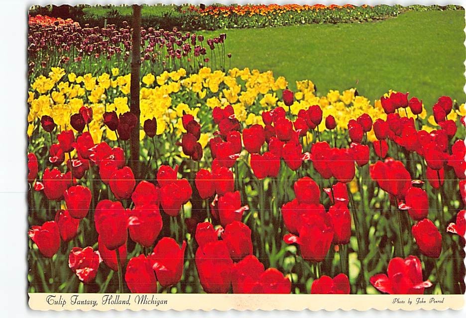 Postcard Tulip Fantasy Holland Michigan USA