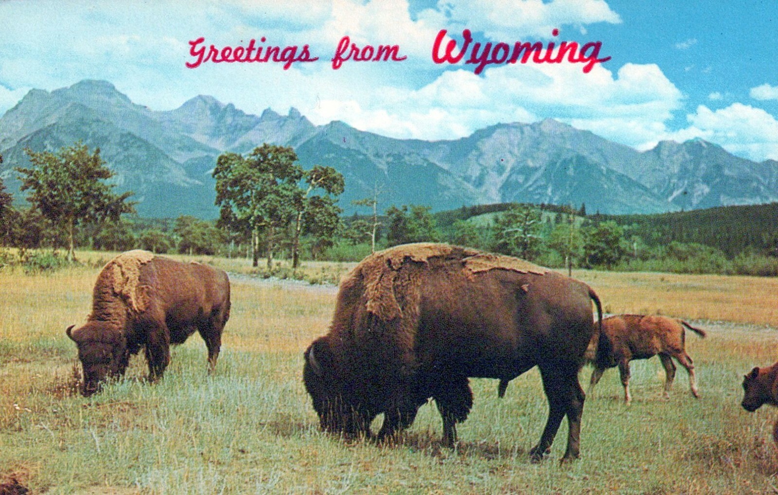 Buffalo Or Bison Roam The Range Greetings From Wyoming Chrome Vintage Postcard