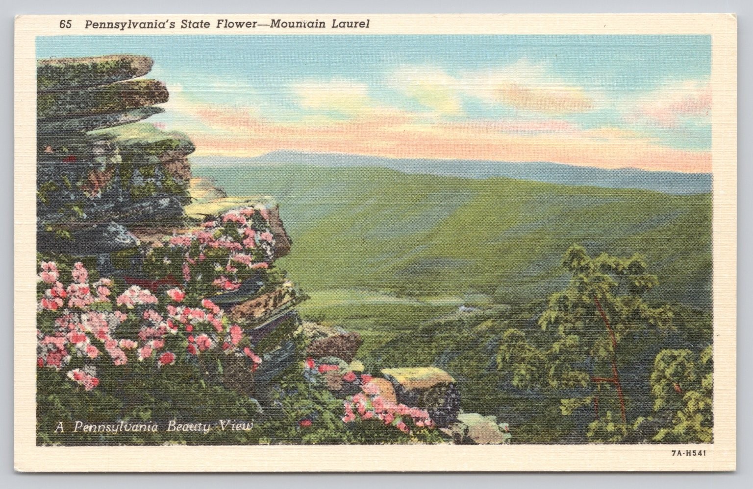Vintage Pennsylvania Mountain Laurel Flower Beauty View Linen Postcard