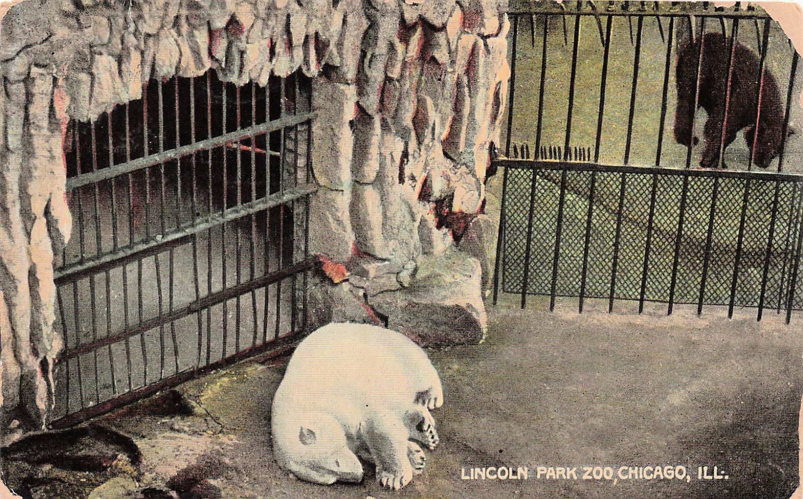 Lincoln Park Zoo Chicago Polar Bear Grotto Exhibit Early 1900s Vtg Postcard J52