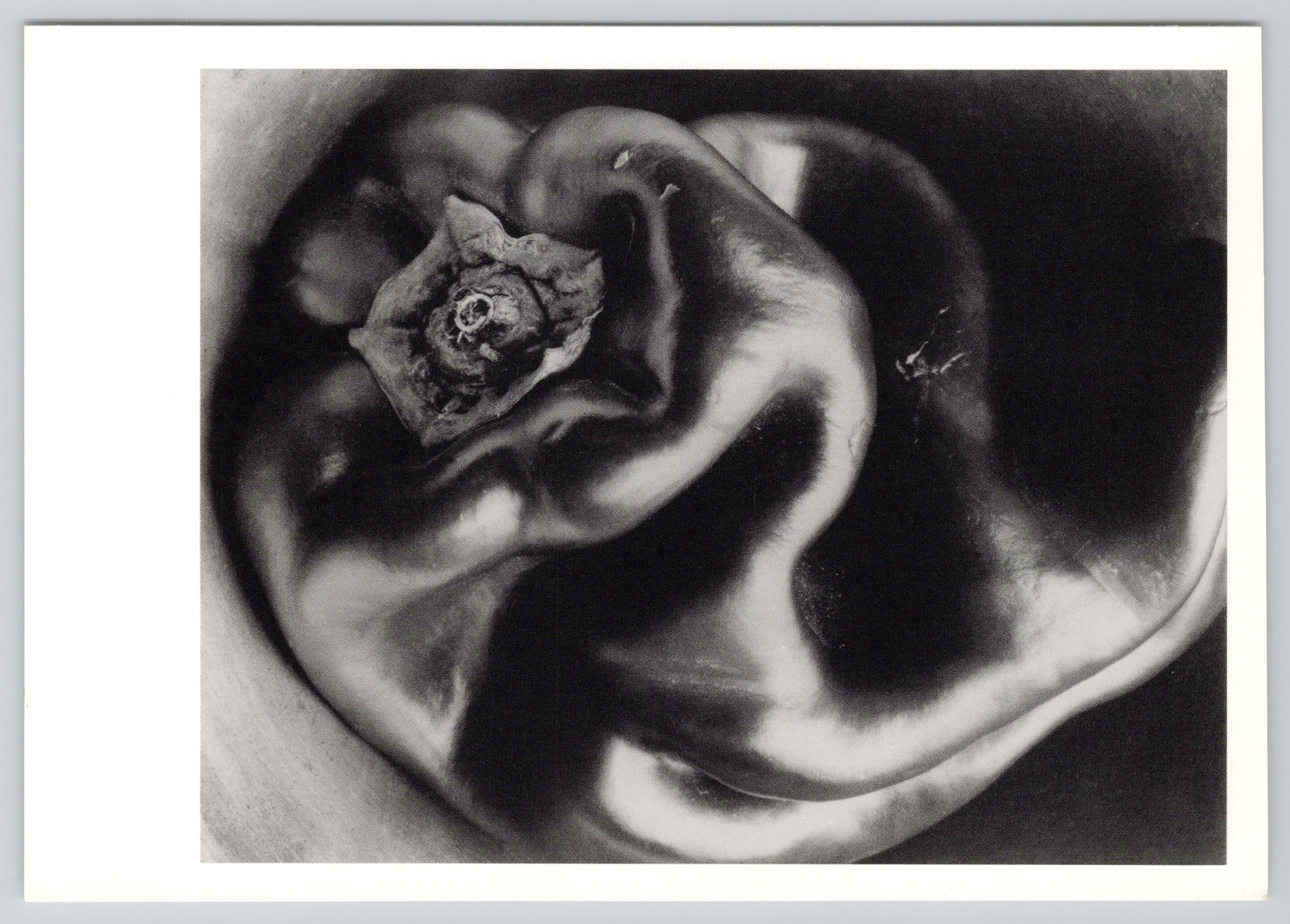 Edward Weston Pepper No 35 1930 Photograph Postcard