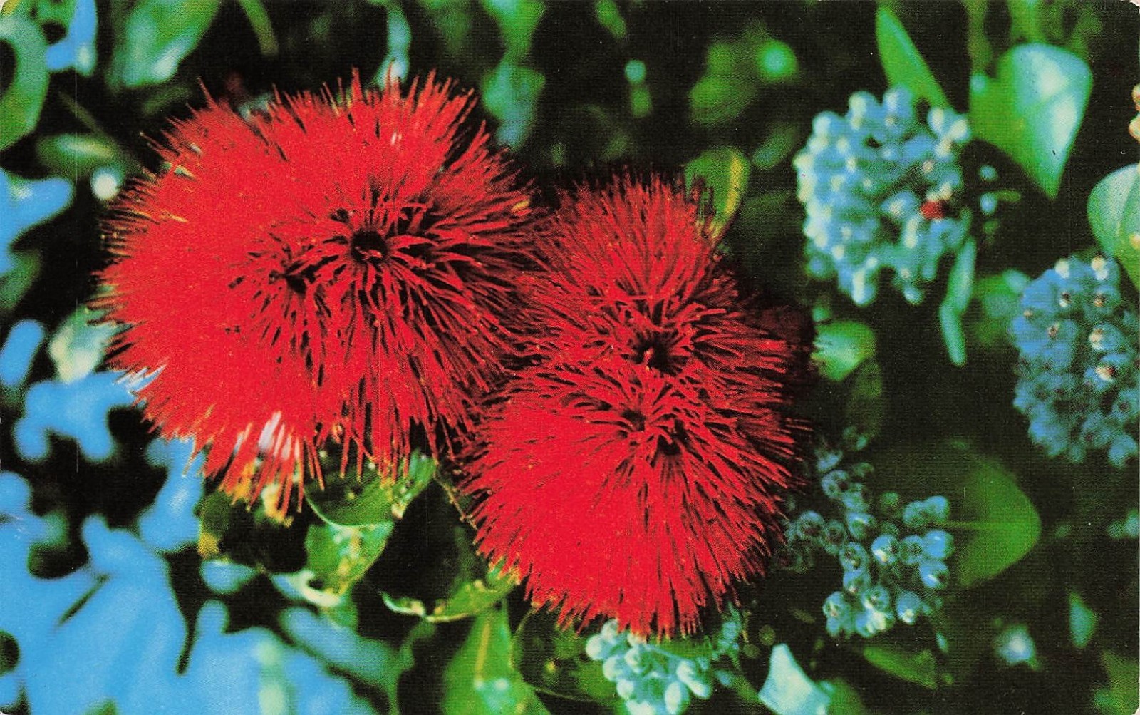 Hawaii Scarlet Ohia Lehua Blossom Red Flower Tropical Vtg Postcard K30