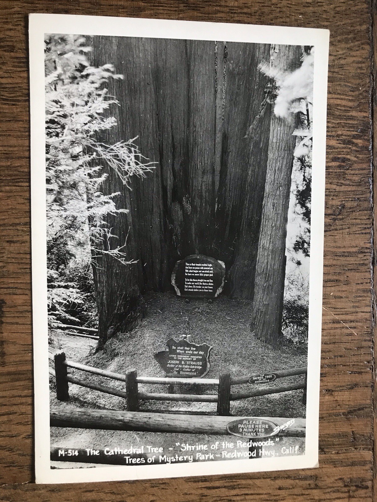 The Cathedral Tree Shrine of the Redwoods Trees of Mystery Park Redwood Highway