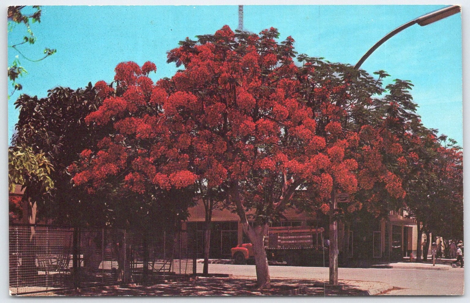 Vintage Mexican Postcard of Flame Tree in Los Mochis by Roberto López Díaz