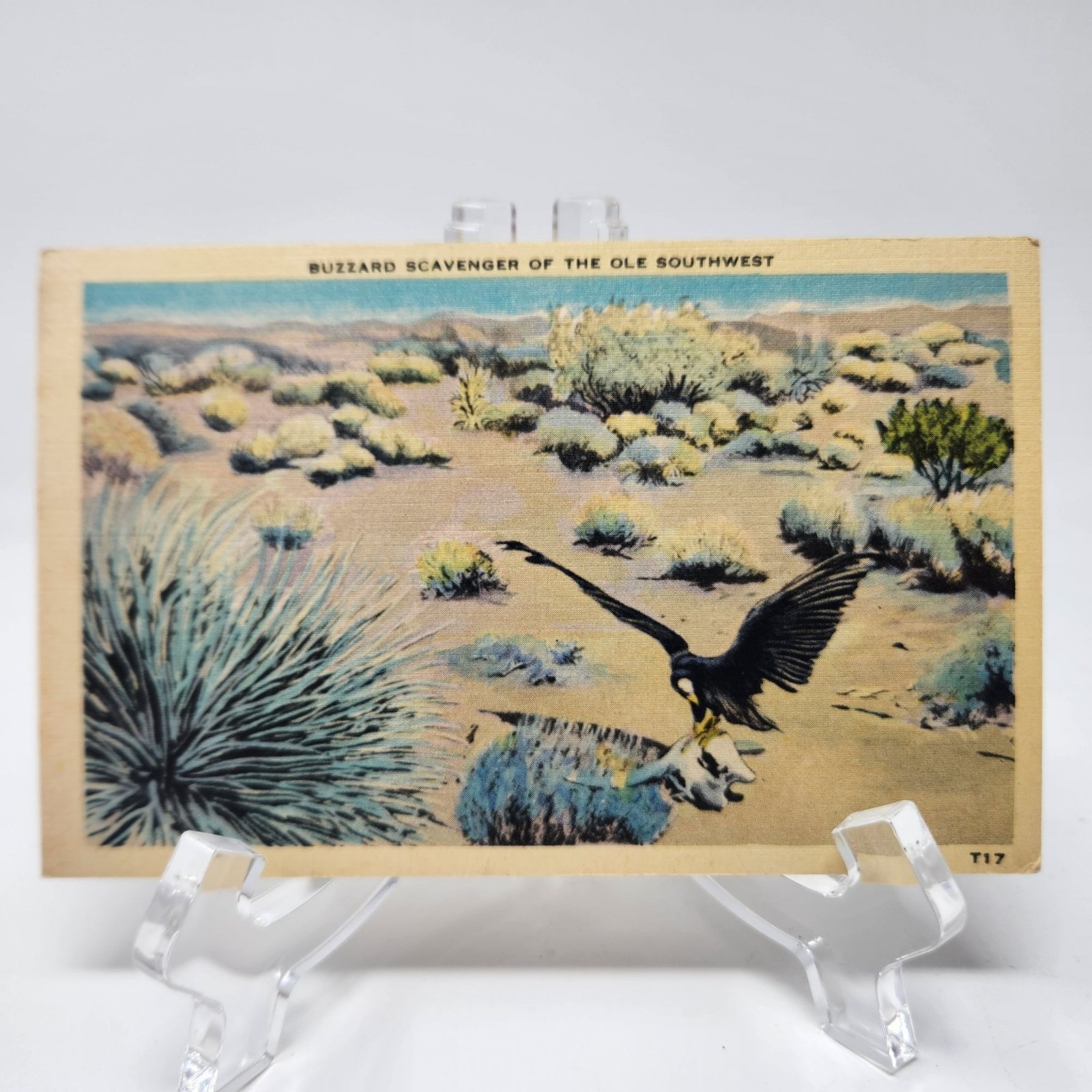 Buzzard Scavenger Of The Ole Southwest Vintage Linen Postcard T17 By Beals