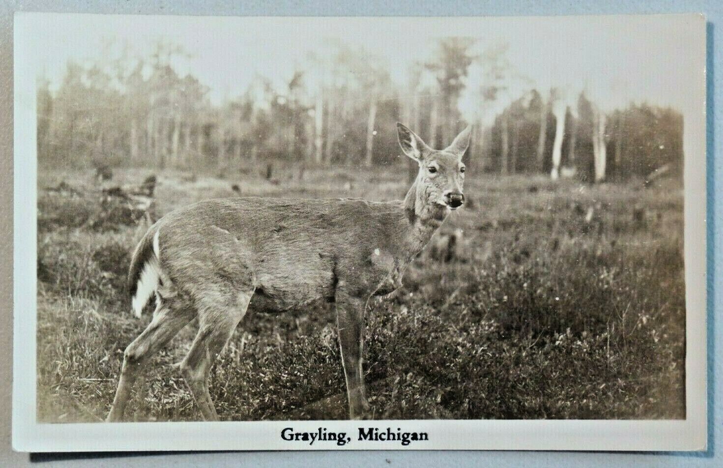 Deer in Field Grayling Michigan DOPS Real Photo RPPC Postcard A348