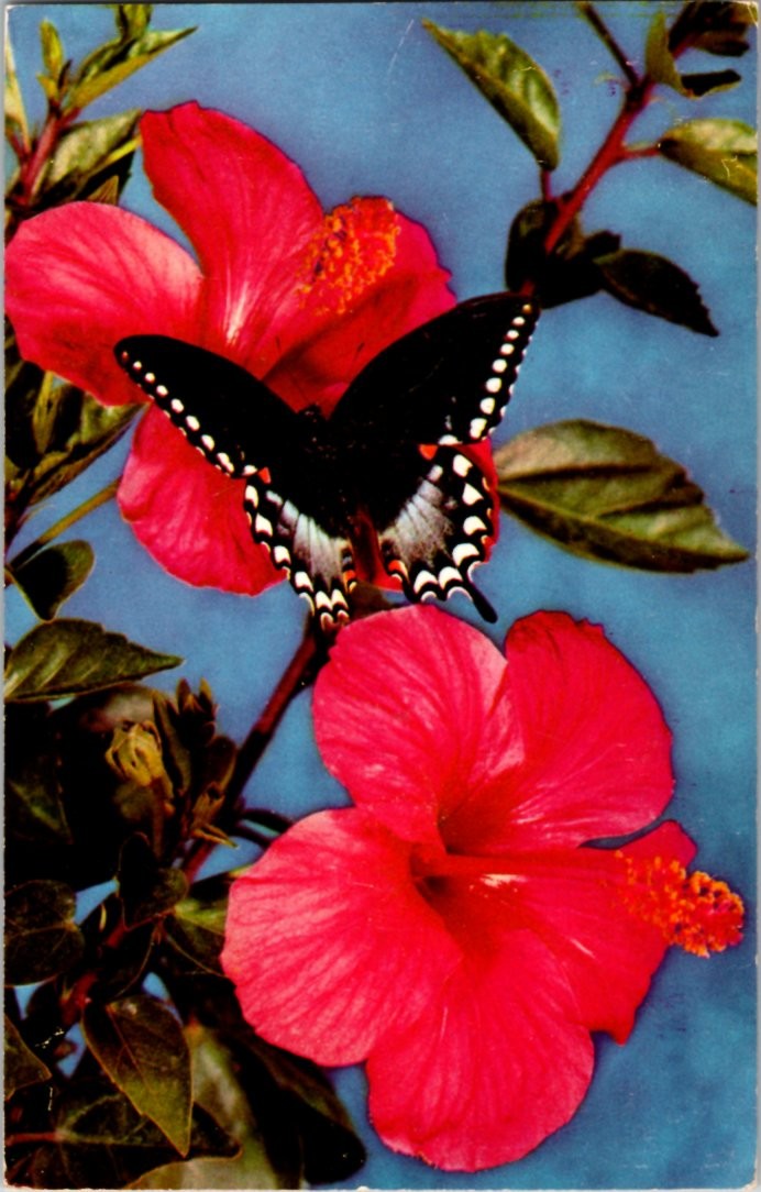 Tice FL postcard BLACK SWALLOWTAIL BUTTERFLY SCARLET HIBISCUS FLOWER j/13 BE4622
