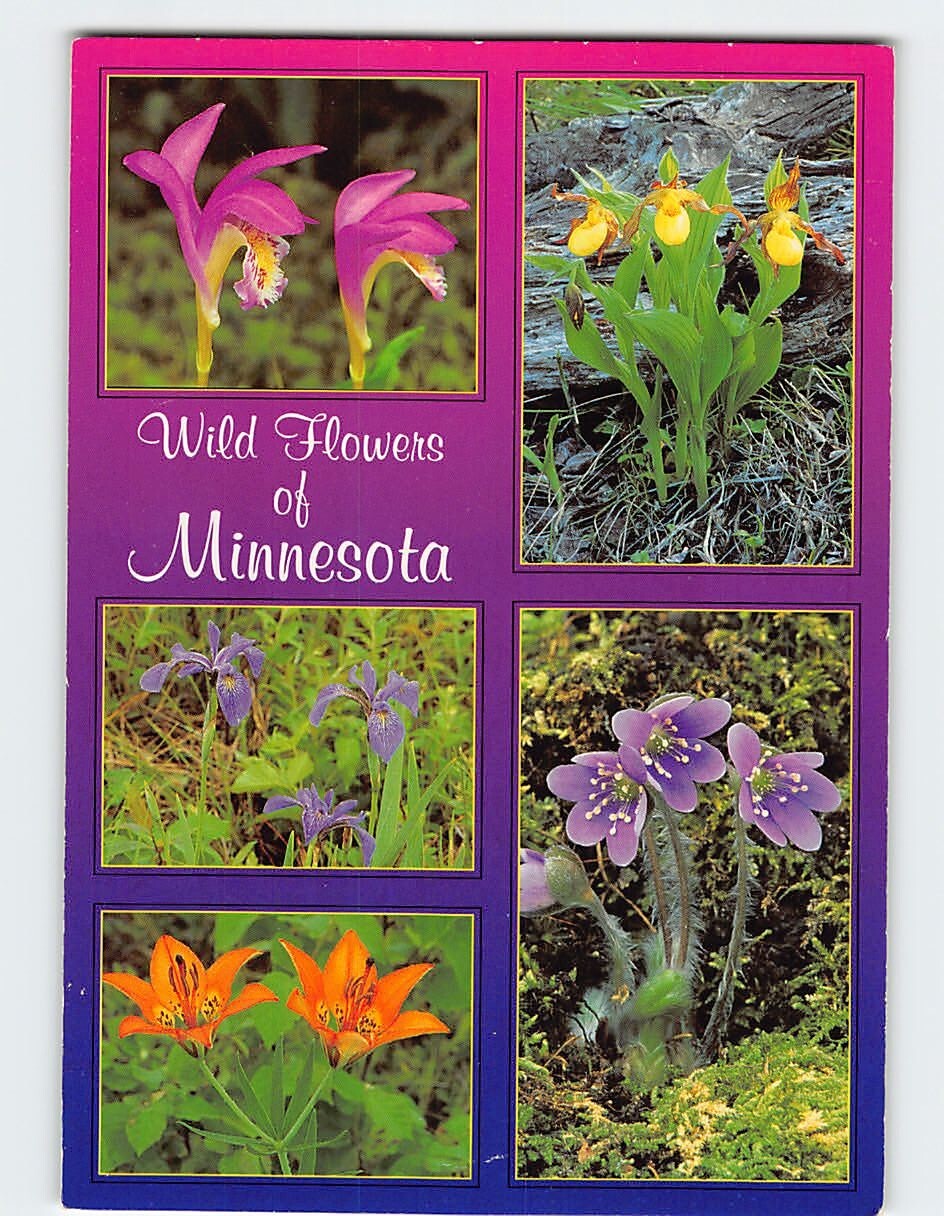 Postcard Wild Flowers of Minnesota USA