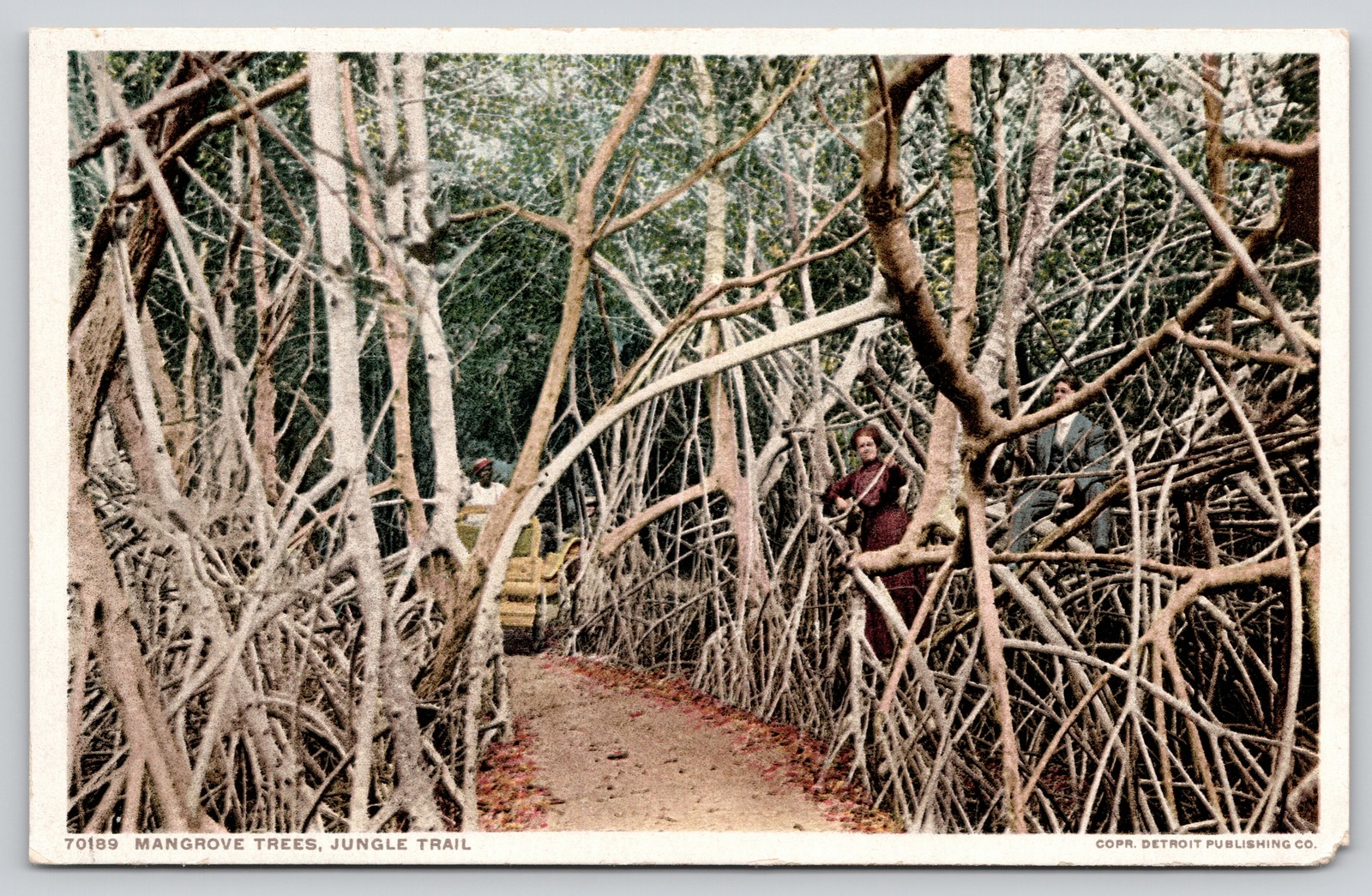 Jungle Trail Tangled Mangrove Roots Palm Beach Florida Postcard