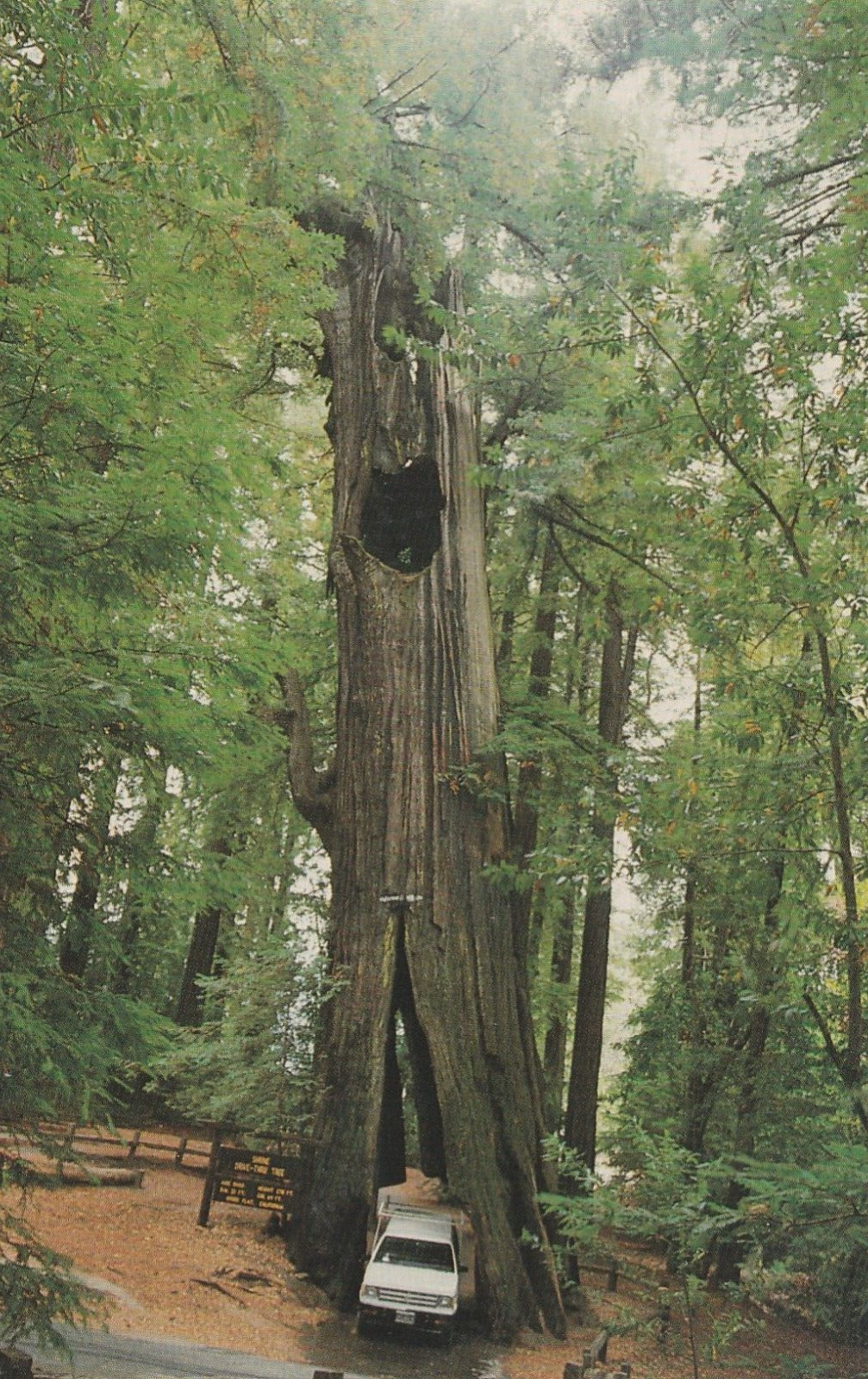 Original Drive Through Tree Historic Shrine Tree California Vintage Postcard