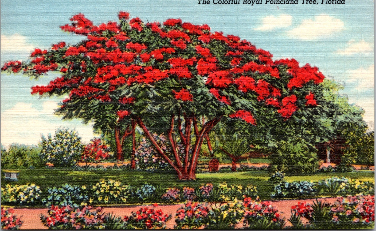 Poincianna Tree Florida FL UNP Linen Postcard XA19