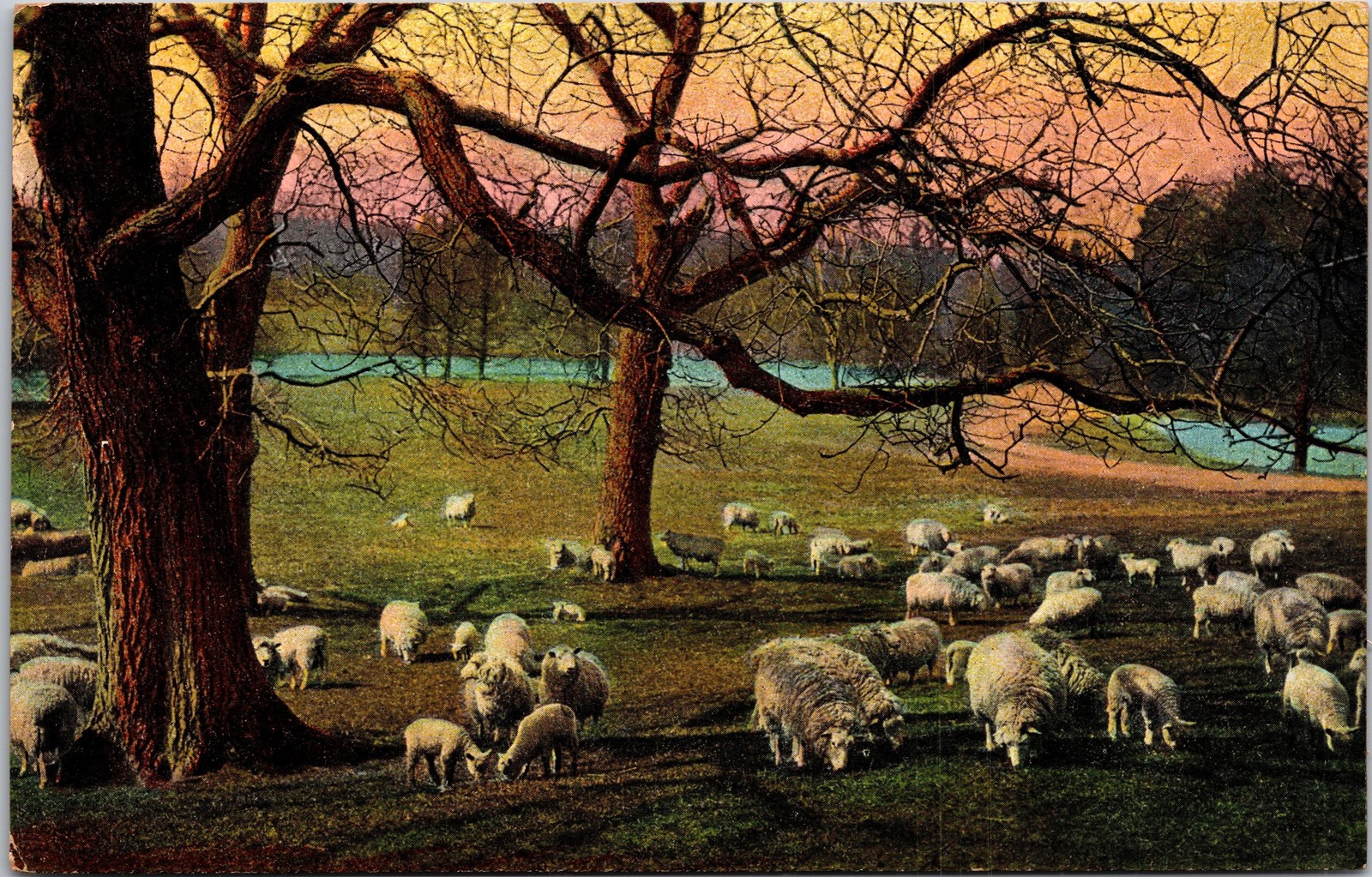 Vintage Postcard Pasture Sheep Flock Under Trees Color Standard Size Scenic