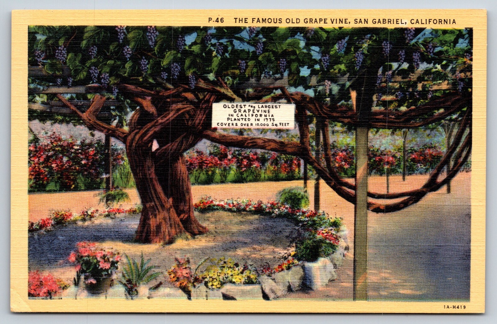 The Famous Old Grape Vine San Gabriel California CA Vintage Postcard