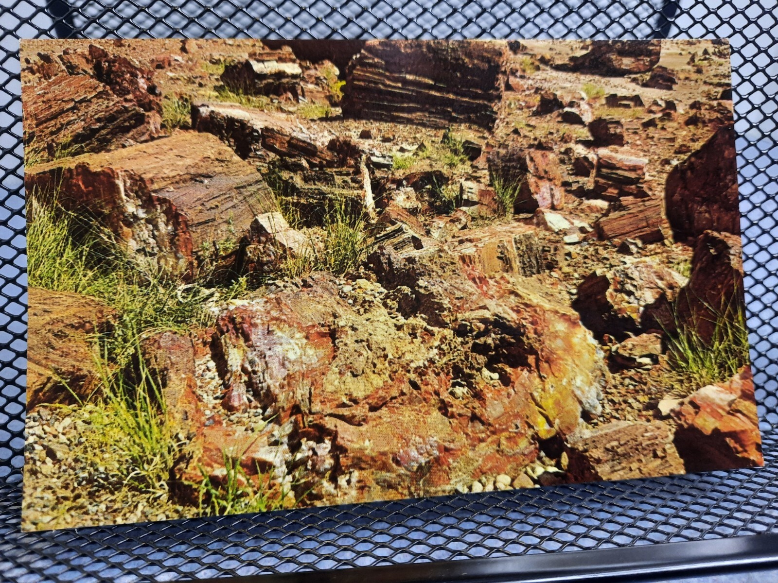 Petrified Forest Arizona AZ National Park Postcard Petley Unused Unposted