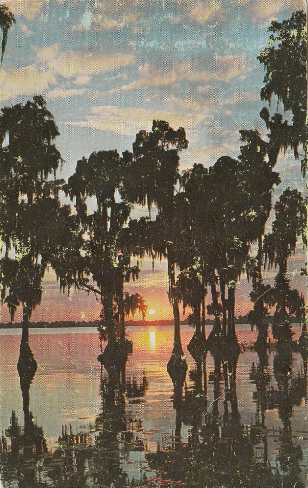 Golden Sunset color by Cypress Gardens Vintage Postcard A 5483