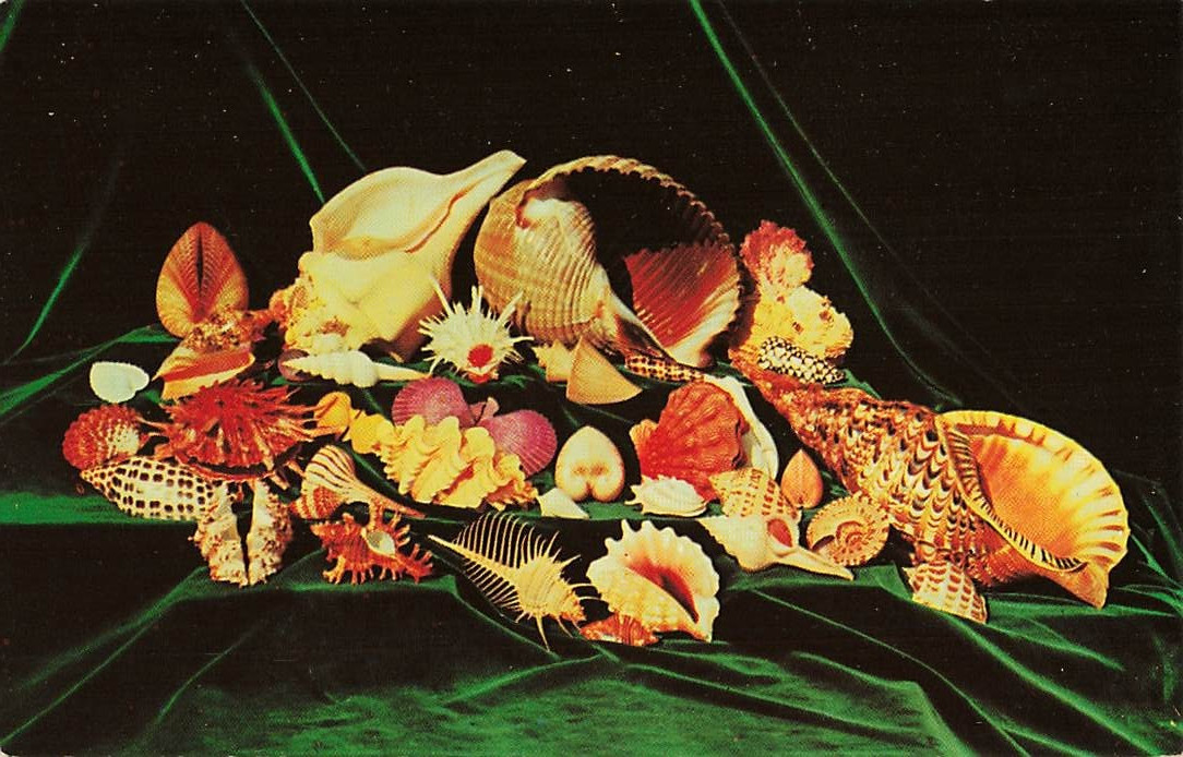 Postcard Shell Gems From Around the World | Vintage