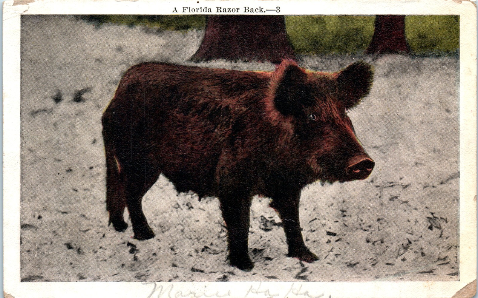 Postcard Vintage Florida Razor Back Boar Unposted 5.5×3.5 inches USA
