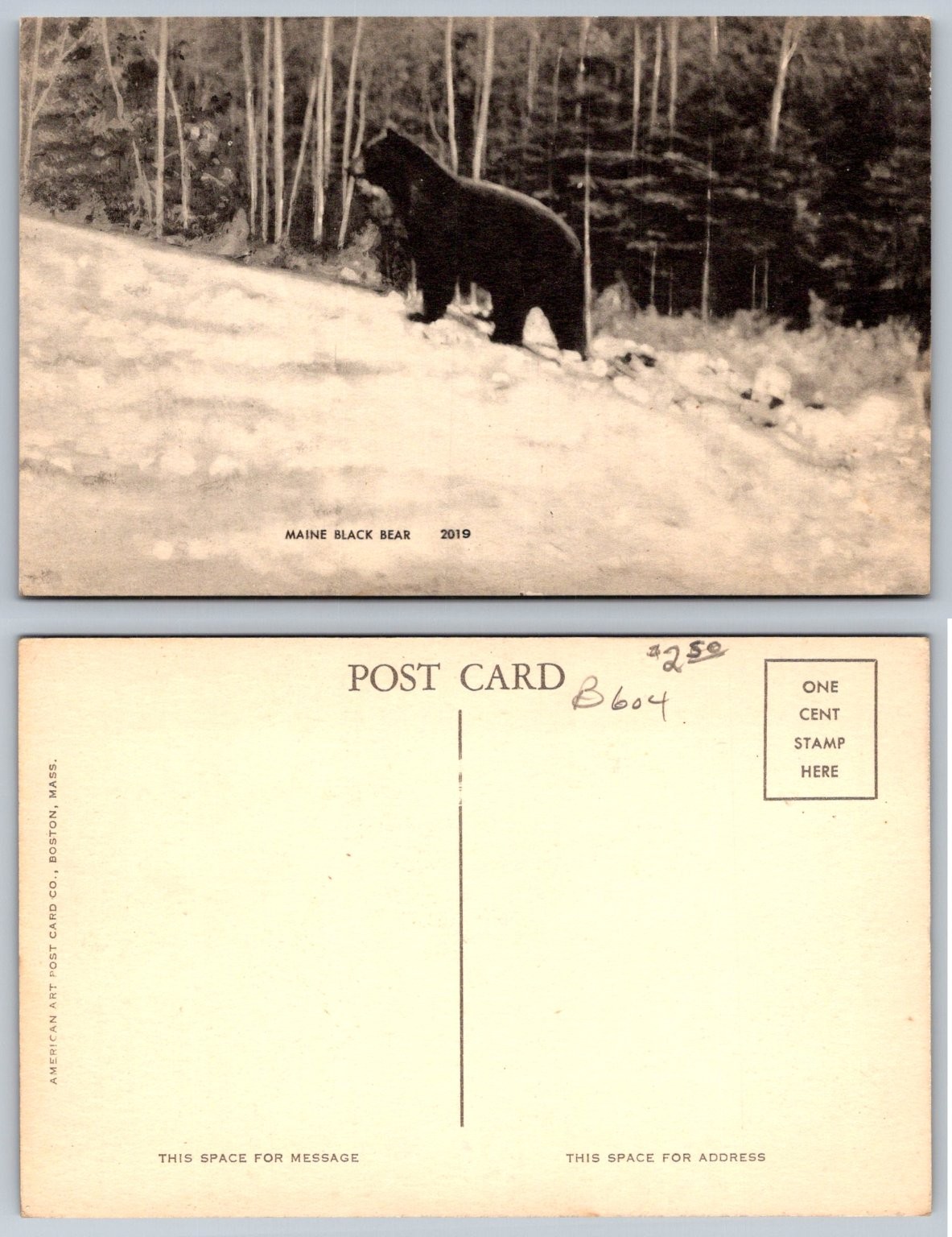 Vintage Maine Black Bear Postcard American Art Co. 1 Cent Stamp Box