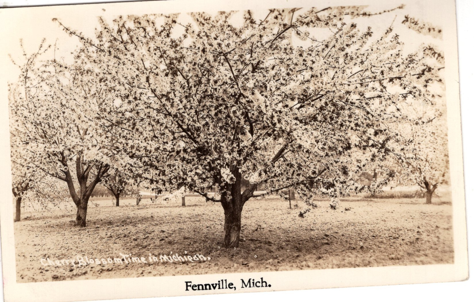 Vintage Postcard MI RPPC Fennville Cherry Blossom Time -140