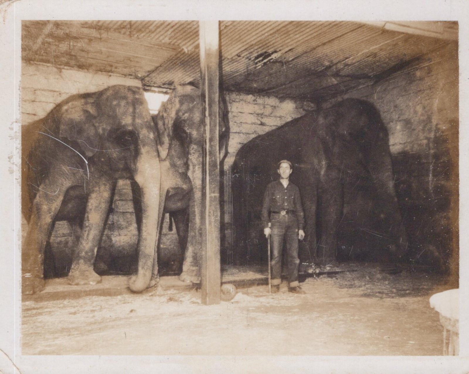 Hunt Bros Circus elephant barn handler USA 1960s – RPPC Photo Postcard
