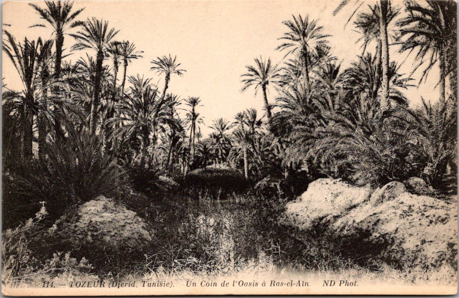 Tozeur Tunisia Un Coin de l’Oasis à Ras-el-Aïn Oasis Palms Sepia Postcard