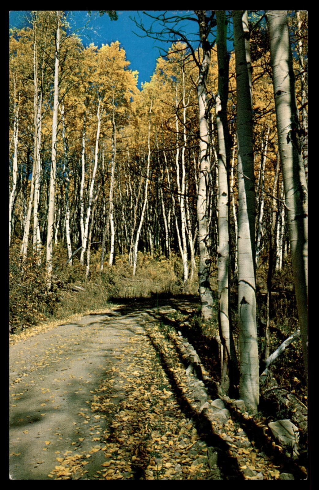 Postcard Aspen Forest on McClure Pass, Redstone, CO UNP