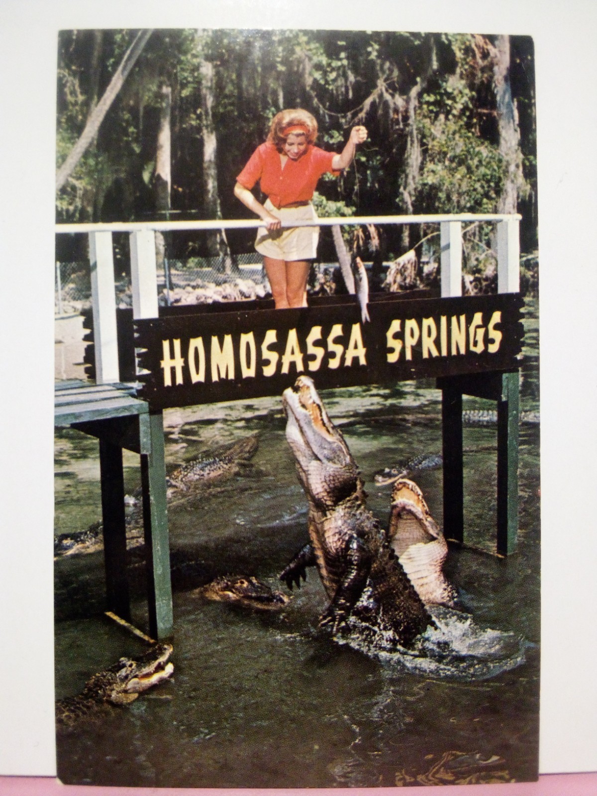 2 different Homosassa Springs Florida alligator lagoon attraction