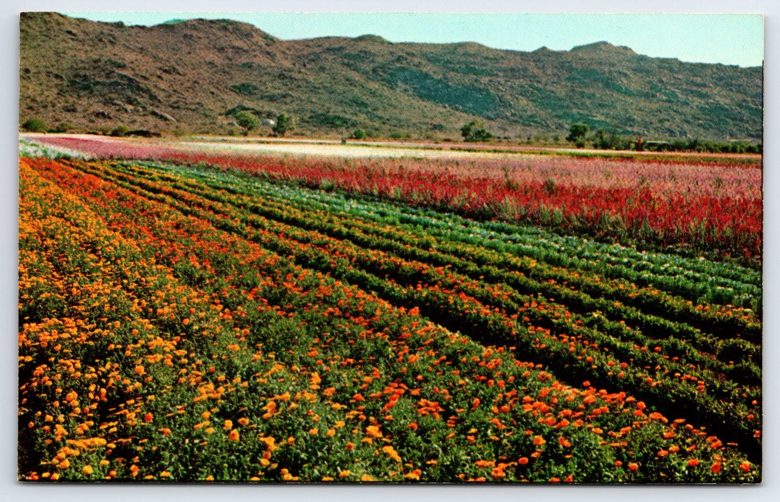 South Mountain Flower Gardens Wholesale Growers Phoenix Arizona Postcard #1919
