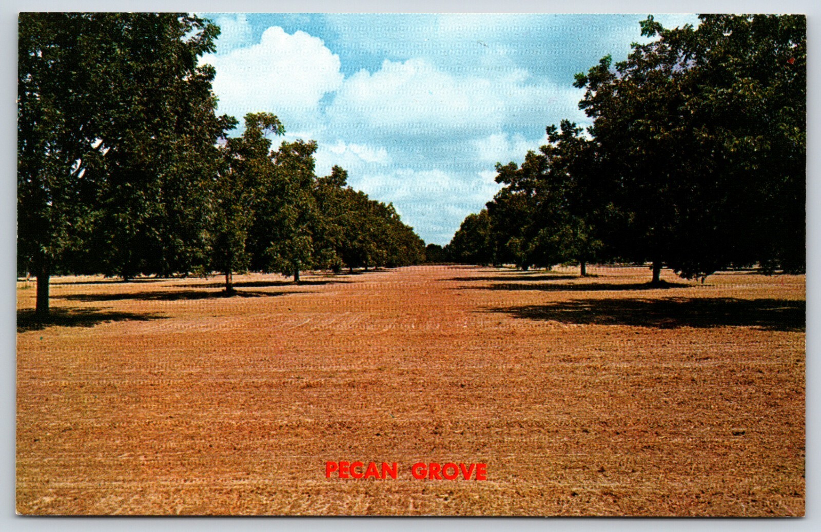 Postcard Pecan Grove, Unposted