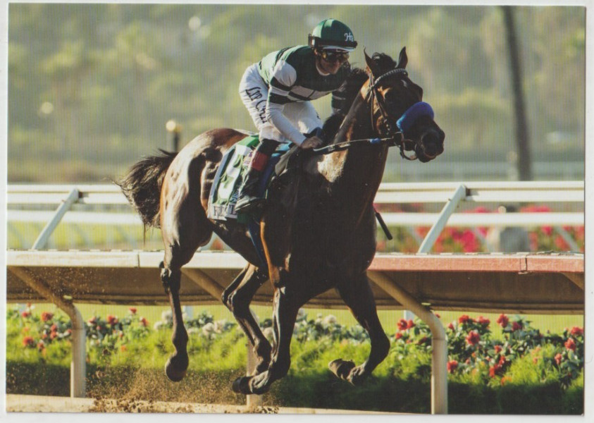 FLIGHTLINE Thoroughbred Stallion Horse Postcard 2022 Horse of the Year