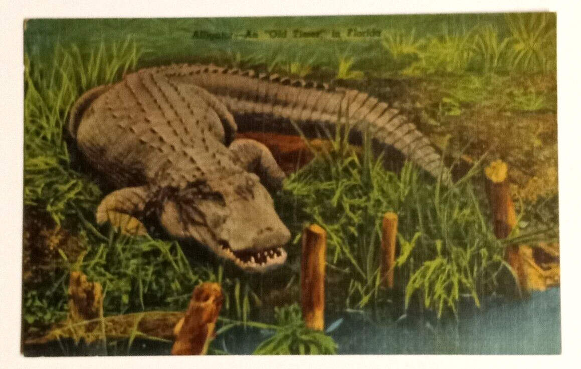 Alligator An Old Timer Reptile Florida FL Linen Curt Teich UNP Postcard 1947