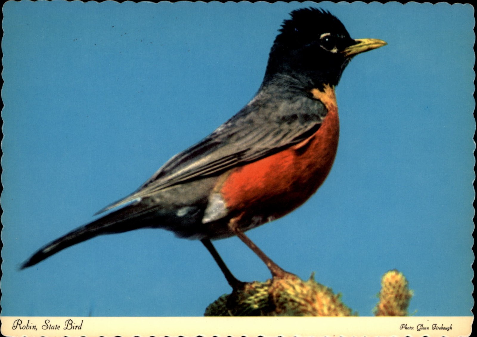 Robin State Bird Berrien Center Michigan vintage postcard k475