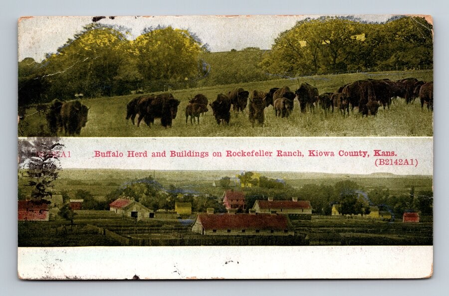 Kiowa County,KS Buffalo Herd and Buildings Rockefeller Ranch 1910 Kansas Vintage