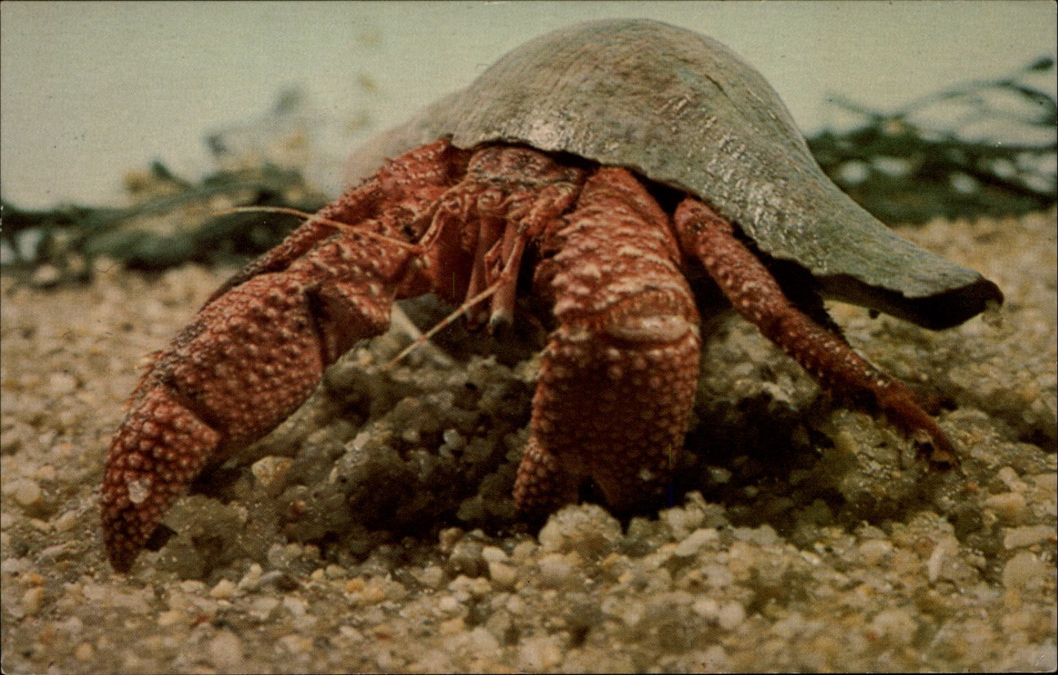 Hermit Crab New England Aquarium Boston Massachusetts vintage postcard u618