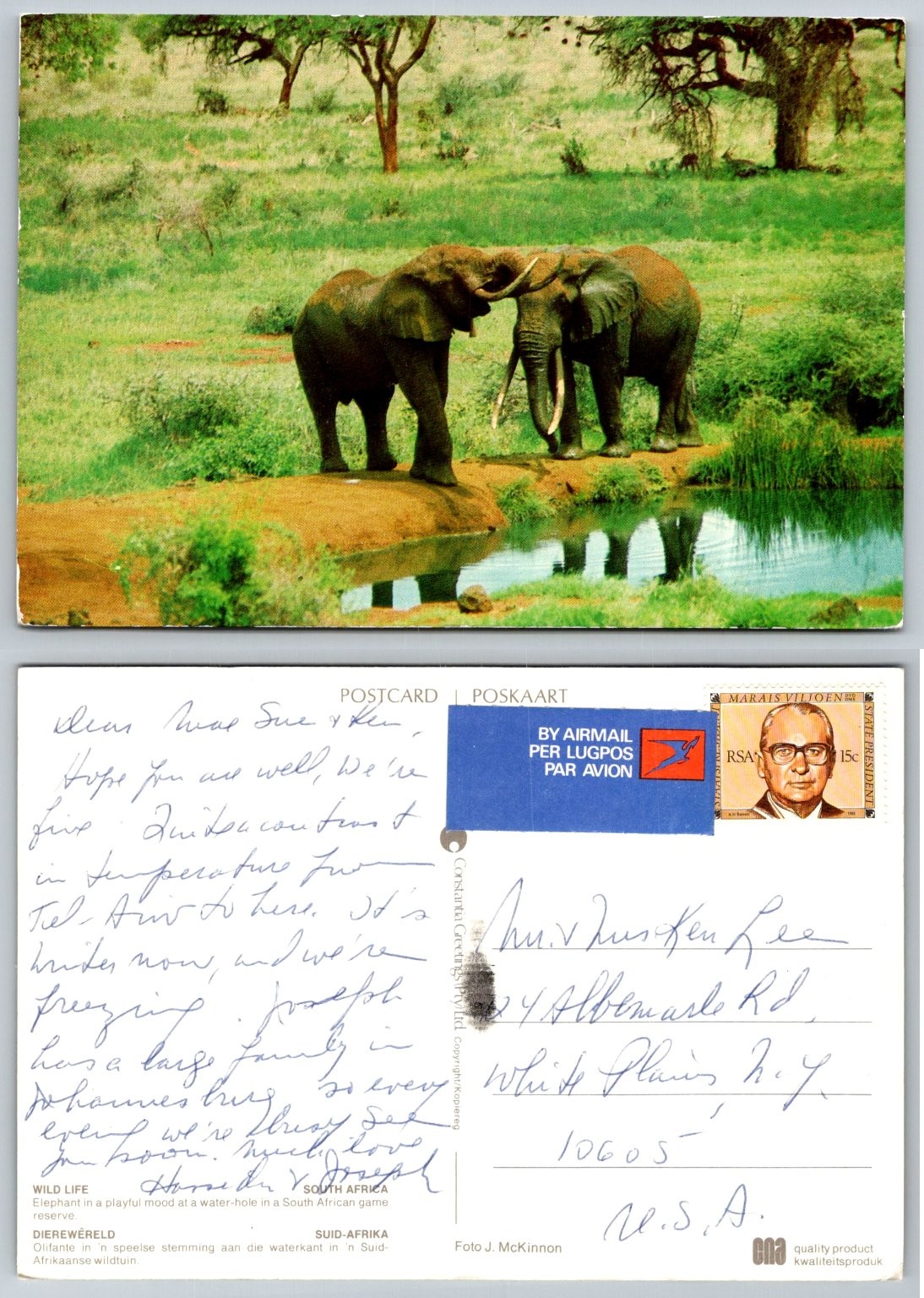 Vintage Postcard South Africa Elephants at Water Hole Game Reserve 1980