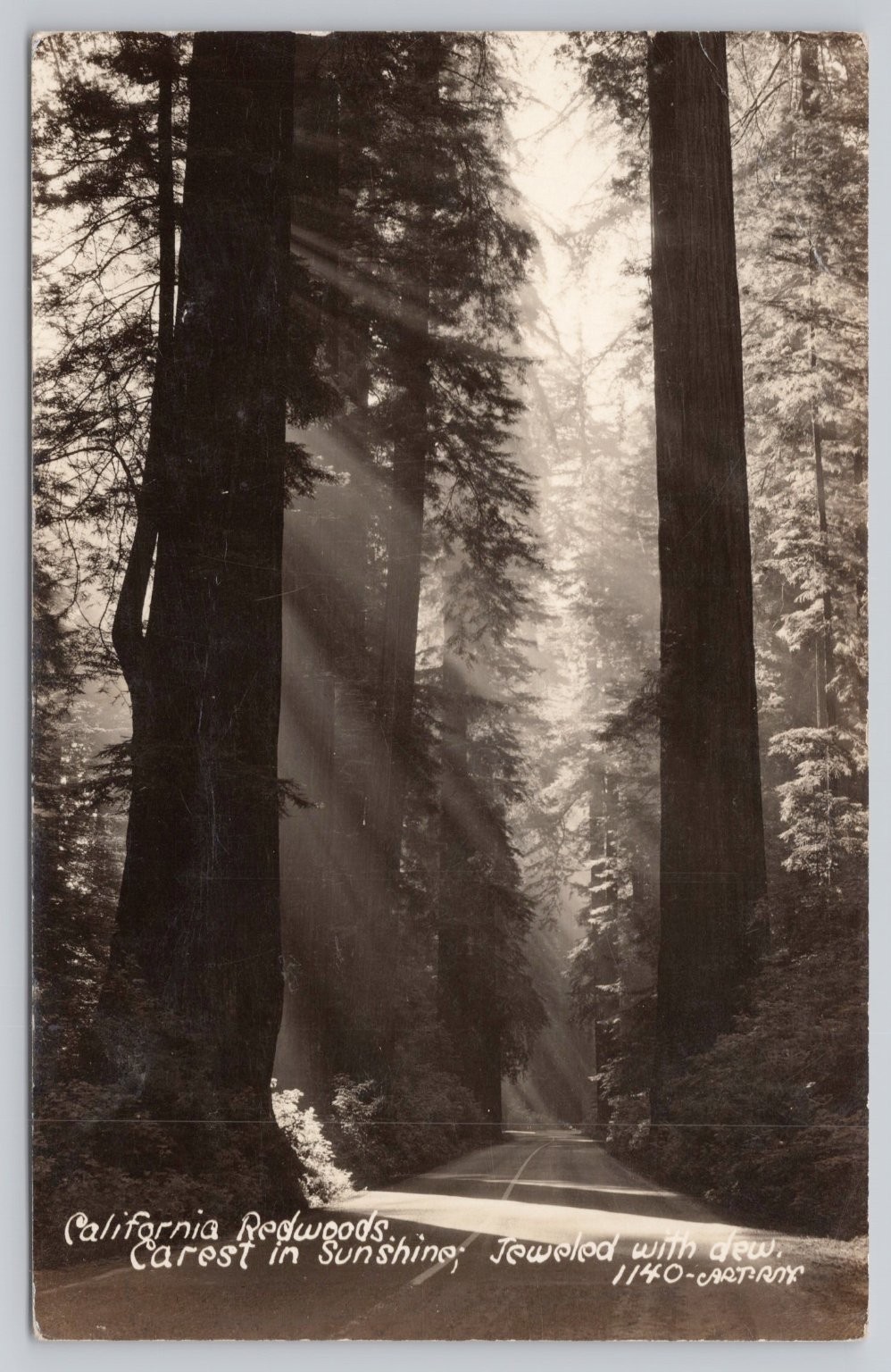 RPPC California Redwoods Sun Rays Forest Road Vintage Artvue Postcard