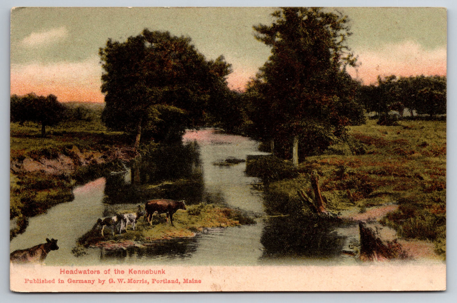 Vintage Postcard ME Portland Headwaters of the Kennebunk Cattle Cows -*1962