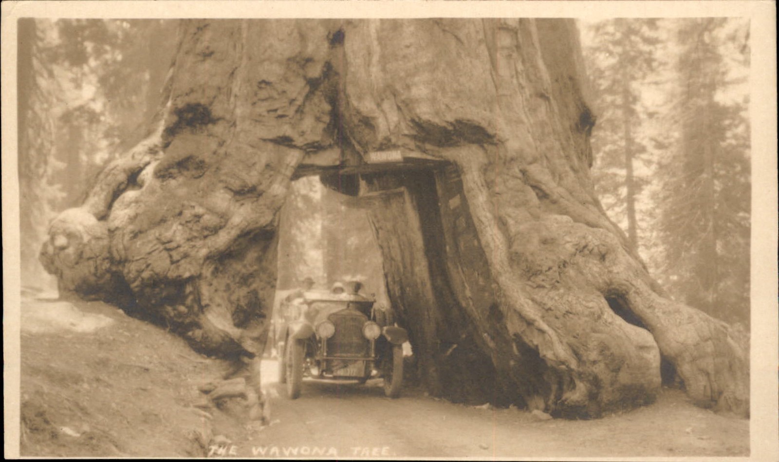 CA Wawona Tree c1900s-10s Real Photo Vintage Postcard