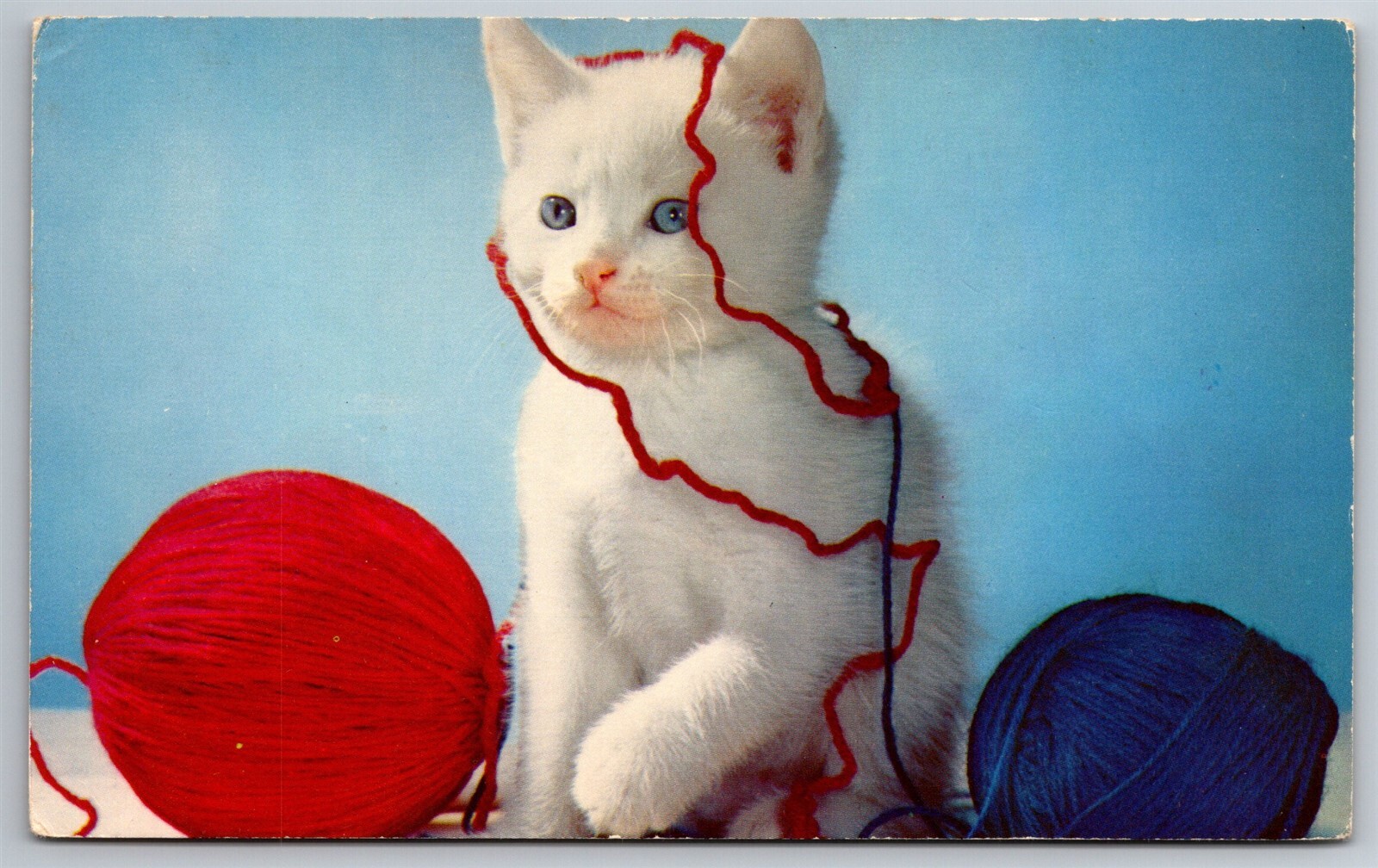 White Kitten Tangled In Yarn Meow Cats Animals Pets Postcard P1