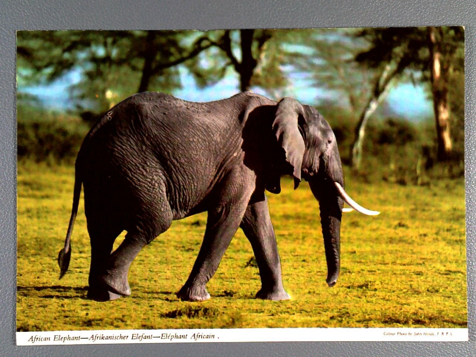 Vintage Kenya Postcard African Elephant John Hinde Photo 1976 Safari