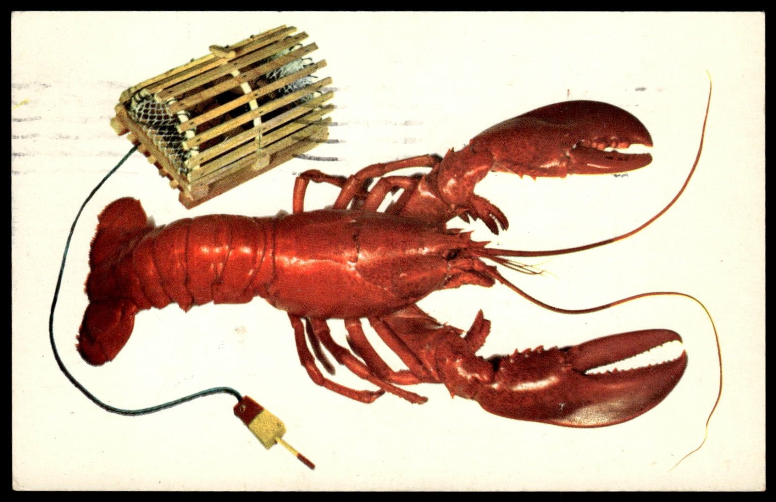 1957 Cape Cod Lobster Postcard – Dennis Port MA – Vintage Real Photo