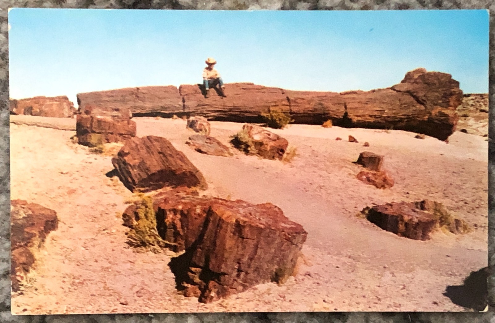 Original 1950’s Petrified Forest National Park RPPC Vintage Holbrook AZ Postcard