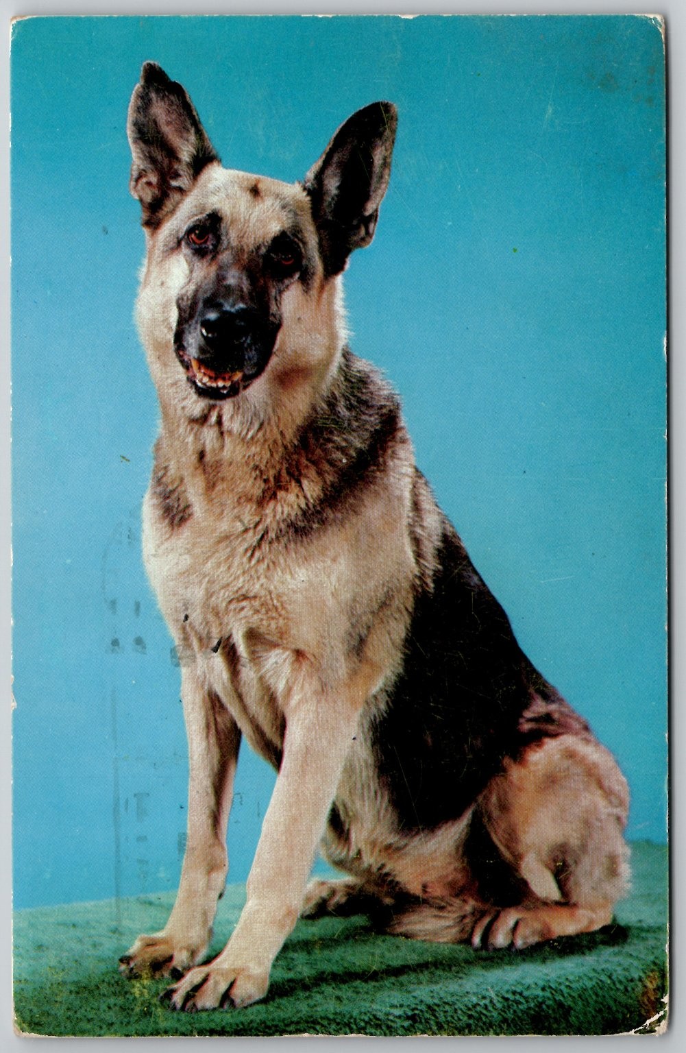 Vintage 1951 German Shepherd Dog Postcard New Haven CT Postmarked