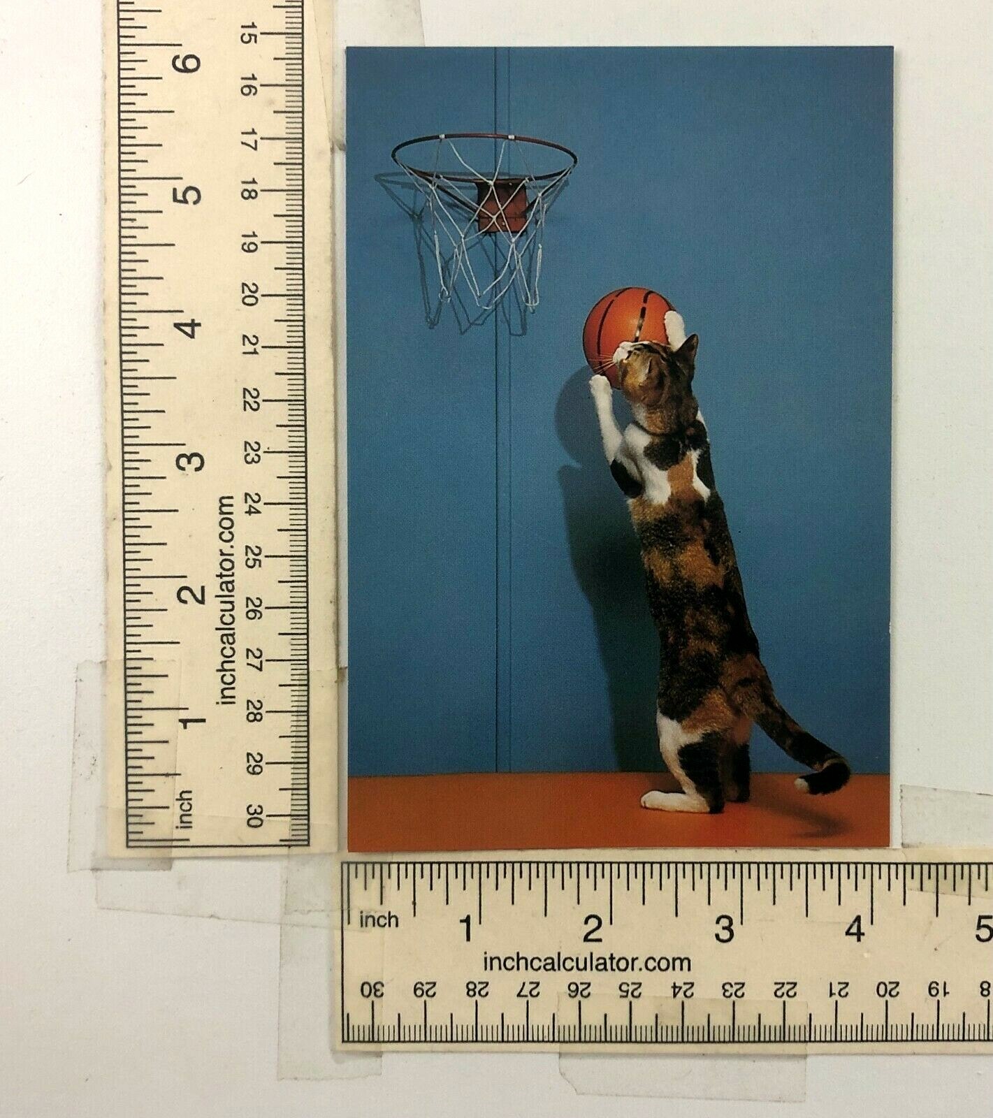 Calico Cat Shooting Basketball Cute Feline Humor Postcard