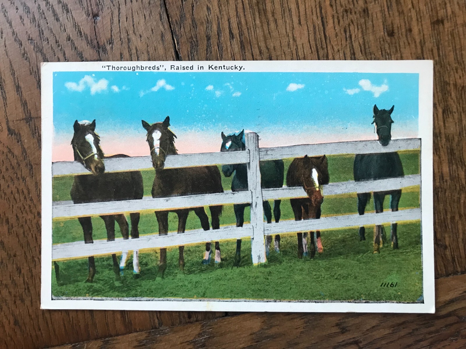 Thoroughbreds Raised in Kentucky Horses at Fence Scene Postcard