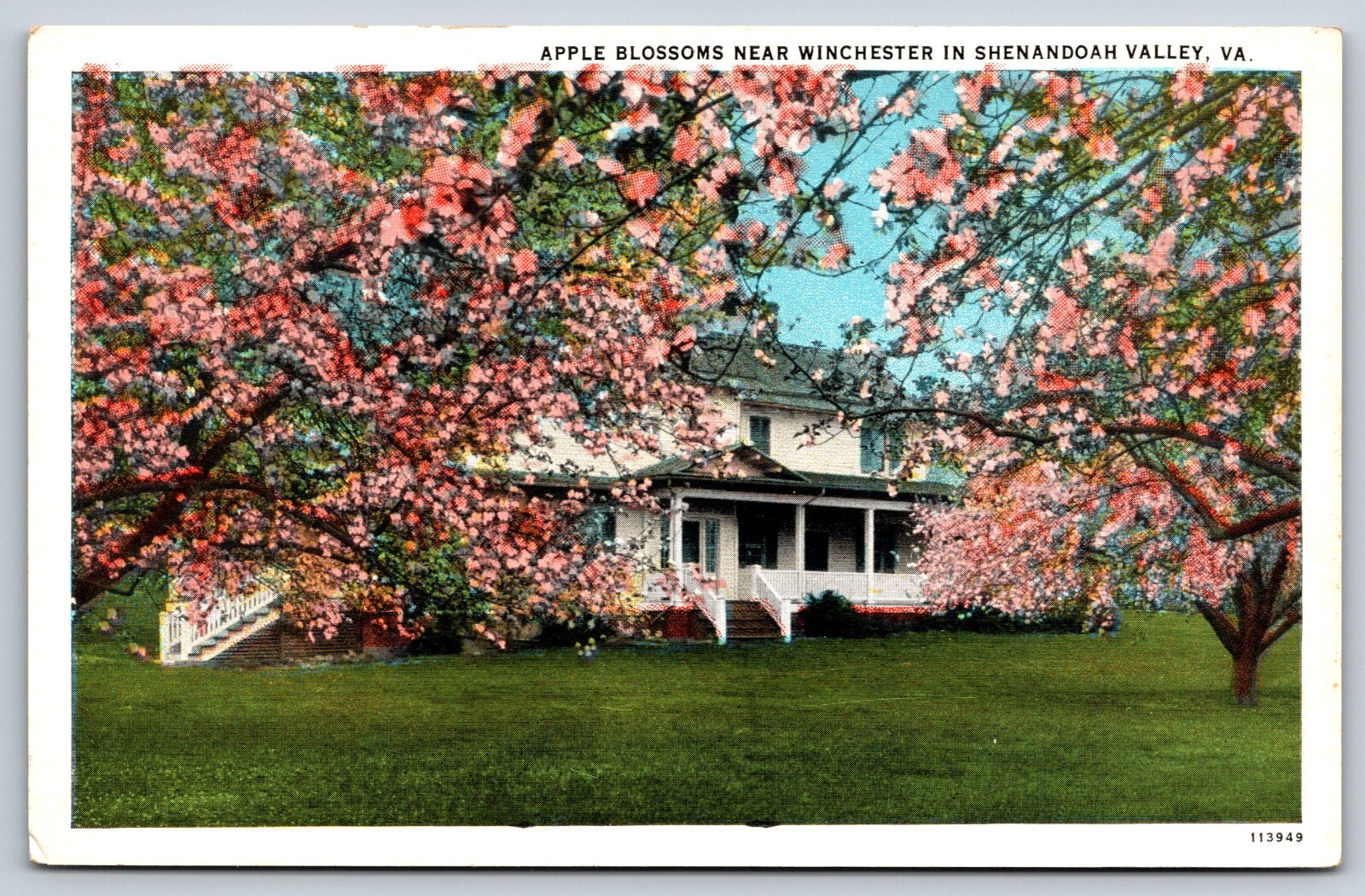 Apple Blossoms, Winchester, Shenandoah, Virginia Vintage Postcard
